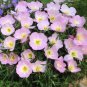 Showy Evening Primrose Seeds, Pink Ladies, Amapola, Mexican Primrose,