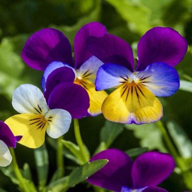 500++ JOHNNY JUMP UP SEEDS  VIOLA  FLOWER SEEDS USA