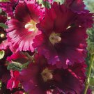 100 HOLLYHOCK  Flower  Seeds Tall Beautiful Wildflowers Mystery Mixture Colors
