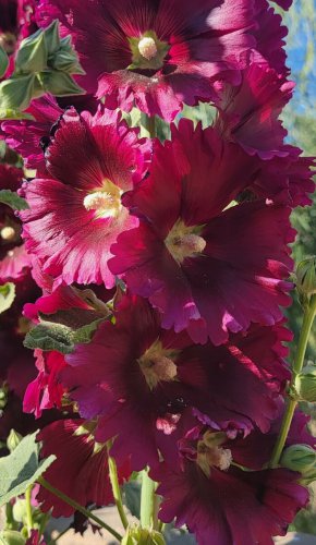 100 HOLLYHOCK&Acirc;&nbsp; Flower  Seeds Tall Beautiful Wildflowers Mystery Mixture Colors