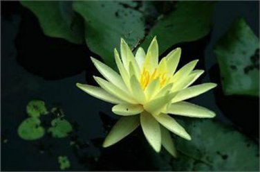 Lotus Seed Chinese Lotus Flower Seeds Gorgeous Nelumbo Aquatic Plants