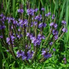 335 SEEDS  vervain BLUE FLOWER perennial swamp vervain  GroCo*   15