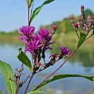 100 Ironweed Medicinal Herb Seeds Purple Flower Vernonia fascicula