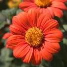 Mexican Sunflower Seeds, Orange, Tithonia, Attract Butterflies, DaisyLike Bloom