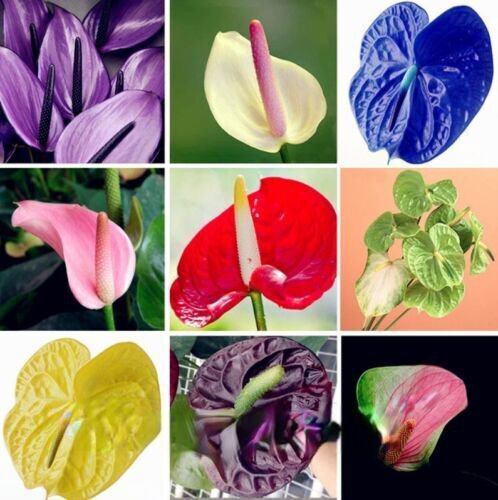 1 Pack 200 Mixed Color Anthurium Seeds Rare Anthurium Plantas Garden ...