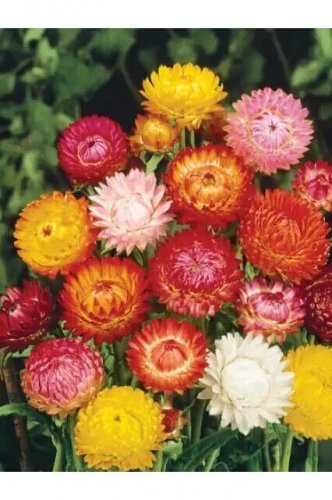 400 SEEDS  strawflower TALL DOUBLE MIX  GroCo USA