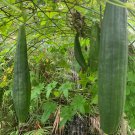Loofah Luffa Sponge Heirloom seeds+ NON GMO gourd  USA vegetable sponge 2024