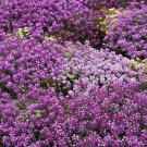 675 SEEDS  alyssum, ROYAL CARPET PURPLE annual flower, GroCo