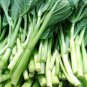 200+ seeds Asian Yu Choy Choi Sum Choy Sum Chinese Flowering Cabbage Veggies USA
