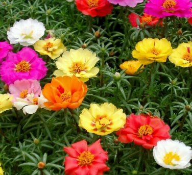 MOSS ROSE SEEDS 500+ PORTULACA DOUBLE MIX annual FLOWER garden