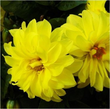 Dahlia Seed 100 Colorful Dahlia Seeds Dahlia Pinnata Garden Flowers