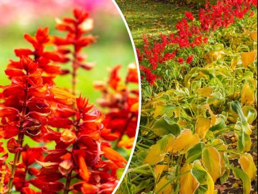 600+ Red Wildflower Seeds, Tall, Bulk Lobelia Cardinal Flower, USA