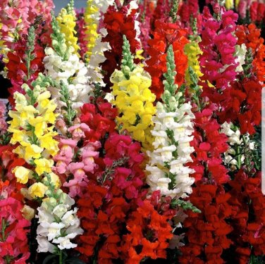 Snapdragon Tall Mix Seeds 2500+ Tall Flower USA BRIGHT MIXED COLORS  S&H
