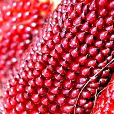 75+ STRAWBERRY RARE RUBY CORN SEEDS RED SPRING SWEET HEIRLOOM NONGMO POPCORN US