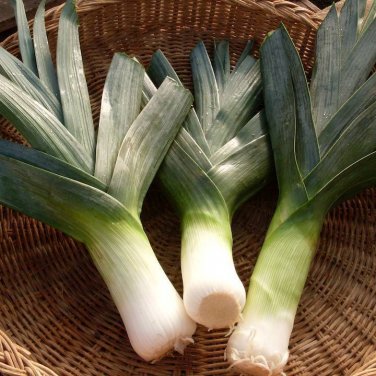 Leek Seeds  King Richard  USA Grown  Non Gmo