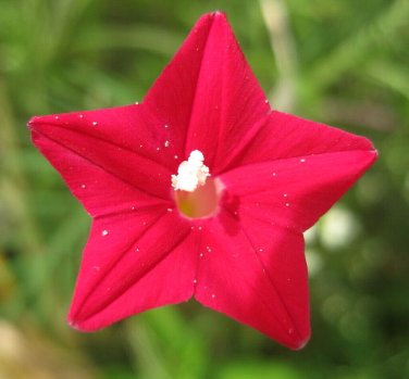 CARDINAL CLIMBER 10 SEEDS HUMMINGBIRD VINE RARE BEES FLOWER BLOOMS TRELLIS USA