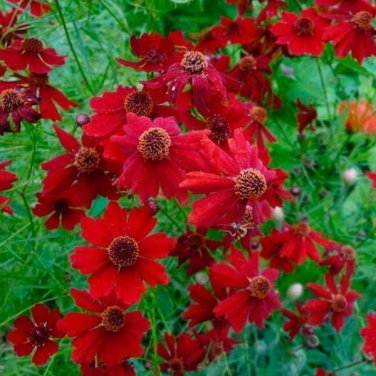 Coreopsis PLAINS TALL RED Heirloom Pollinators Deer Resistant NonGMO 200 Seeds