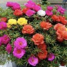 1000+ SEEDS MOSS  Rose Double Mix ColorSeeds  Portulaca grandiflora 2Get1