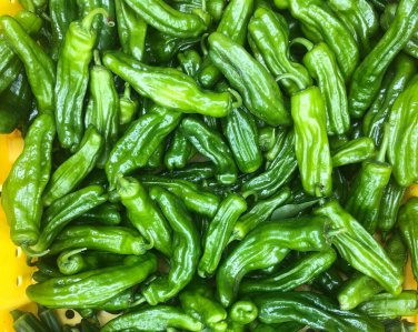 Shishito Pepper Seeds  Pepper Seeds  USA Grown  Non Gmo