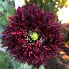 Poppy BLACK SWAN Huge Feathery Frilly Blooms Bees Love Poppies NonGMO 500 Seeds
