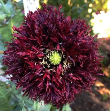 Poppy BLACK SWAN Huge Feathery Frilly Blooms Bees Love Poppies NonGMO 500 Seeds