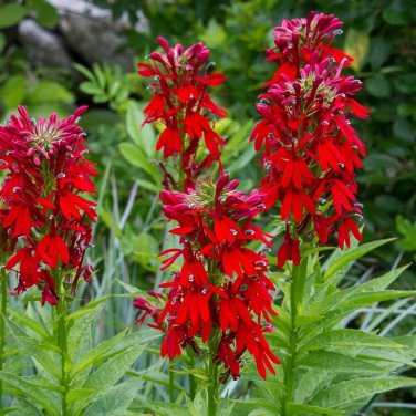 400+ Cardinal Flower Seeds / Lobelia Cardinalis / Hummingbird/ Red Flowers