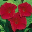 Morning Glory SCARLETT O'HARA RED Vine AAS Winner Heirloom NonGMO 100 Seeds