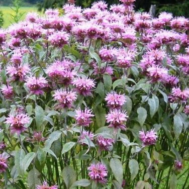BEE BALM WILD BERGAMOT Perennial Beneficial Bees Hummingbirds NonGMO 500 Seeds