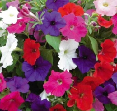 PETUNIA SEEDS 4000+ "DWARF MIX" mixed colors ANNUAL FLOWER GARDEN