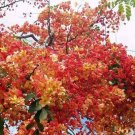 Red Shower Tree {Cassia marginata} 10 PreStratified seeds