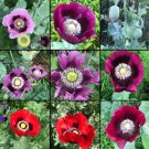 Poppy BREADSEED MIXED COLORS Huge Pods Baking Ornamental NonGMO 1000 Seeds