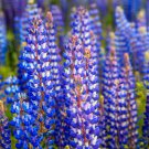 Lupine WILD PERENNIAL Hummingbird & Bee Favorite Heirloom Pure NonGMO 50 Seeds
