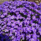 Groundcover AUBRIETA WHITEWELL GEM Purple Rock Cress PERENNIAL NonGMO 500 Seeds