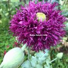 Poppy DOUBLE BLOOMS Mix Peony Flowers 5" Blooms Huge Pods NonGMO 2000 Seeds