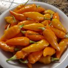 35+ Datil Hot Pepper Seeds   Florida Grown  Fresh seeds for planting in 2024