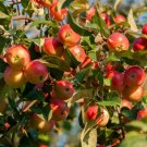 Siberian Crab apple {Malus baccata} Edible | Bonsai |15 seeds  US ping