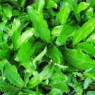 200++ CULANTRO SEEDS,Mexican Coriander DE ALCAPATE CILANTRO ANCHO CULANTRO RECAO