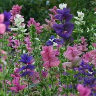 Clary Sage TRICOLOR MIX Salvia Painted Sage Native Wildflower NonGMO 200 Seeds