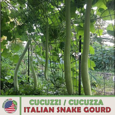 10 Cucuzzi Italian Snake Gourd Seeds, Cucuzza, Heirloom, NonGMO, Genuine USA