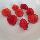 50+ Aji Dulce/Cachucha pepper Seeds. Sweet Open Pollinated. No Pesticides