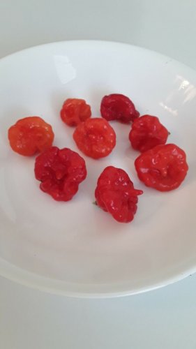 50+ Aji Dulce/Cachucha pepper Seeds. Sweet Open Pollinated. No Pesticides