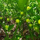 50+ Aji Charapita pepper seeds Peruvian Organic Nongmo Open Pollinated Prolific