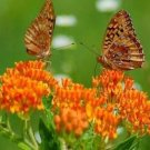BUTTERFLY WEED  25 FRESH SEEDS  USA PING MILKWEED ASCLEPIAS TUBEROSA