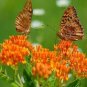 BUTTERFLY WEED  25 FRESH SEEDS  USA PING MILKWEED ASCLEPIAS TUBEROSA