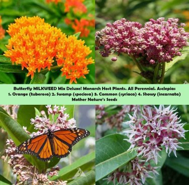 MILKWEED MIX DELUXE Perennials Monarch Butterfly Host Plant NonGMO 100 Seeds