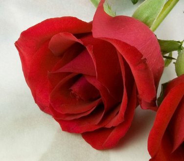 100 Colorful Rare Fresh Rose Seeds Beautiful Rose Flower Seed For Your Lover