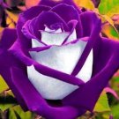 10 White Purple Rose Seeds Flower Bush Perennial Shrub Flowers Seed 264 US SELLE