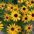 Black Eyed Susan Seeds  Heirloom Perennial NonGMO Flower Rudbeckia Seeds