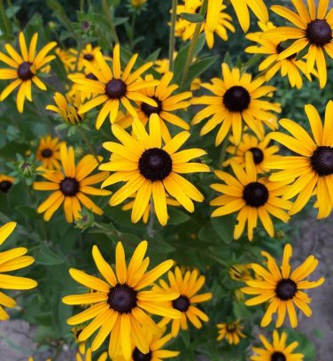 Black Eyed Susan Seeds  Heirloom Perennial NonGMO Flower Rudbeckia Seeds