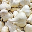 ELEPHANT GARLIC USA GROWN FRESH ORGANIC LARGE JUMBO SIZE GARLIC SEEDS CLOVE